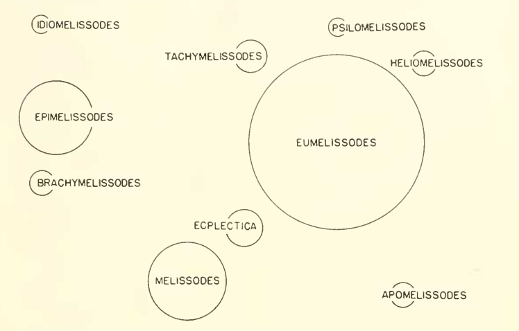 Melissodes circle chart
